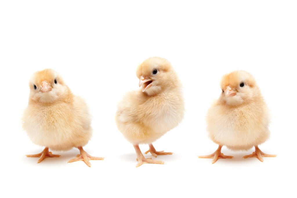 three yellow, fluffy chicks, representing eggucation