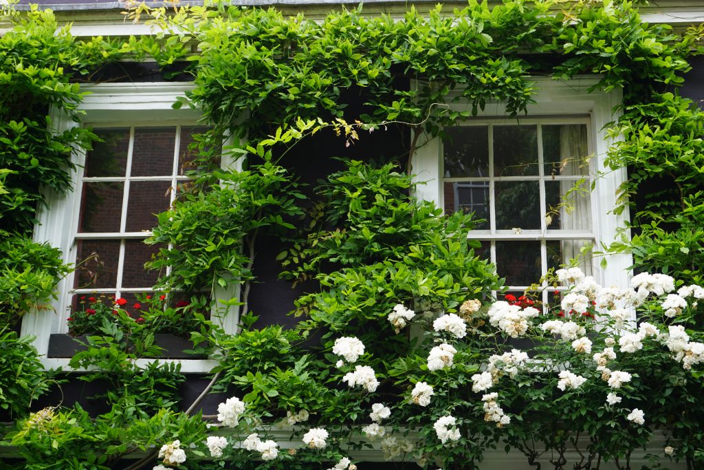 Victorian sash windows framed by climbing roses, giving impression of beautiful interior ‘catfishing’